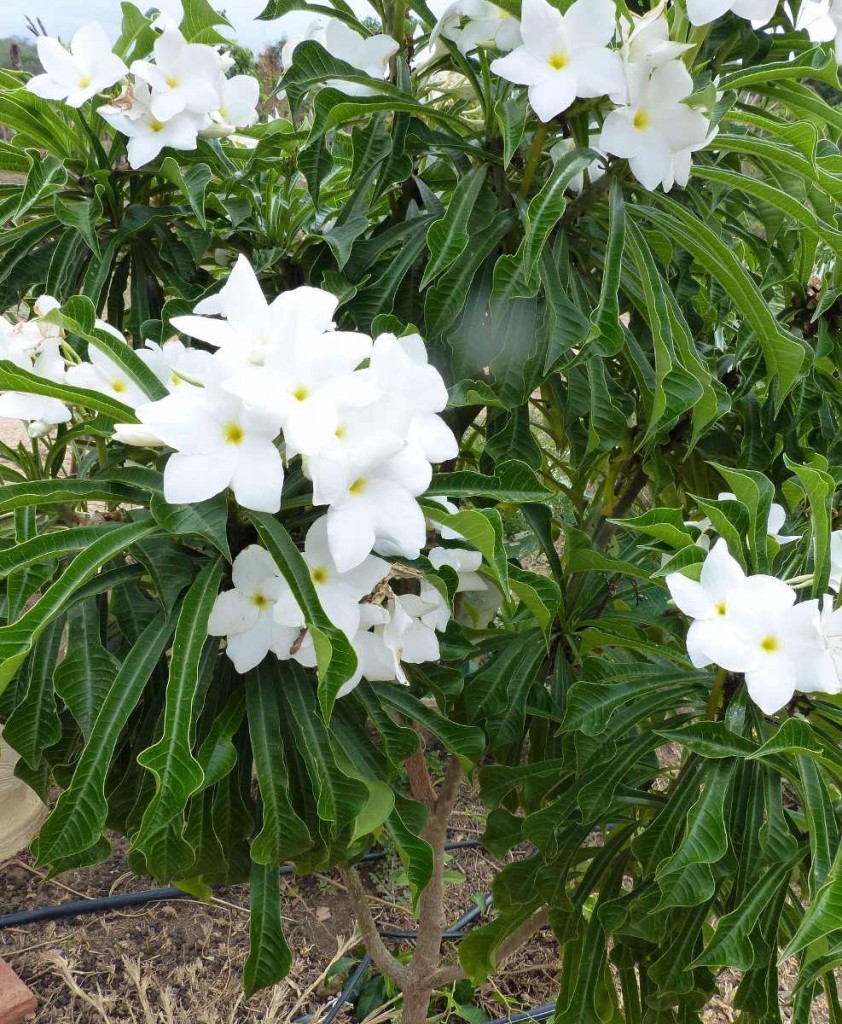 Cultivo do Jasmim-do-caribe (Plumeria pudica) - PlantaSonya - O seu blog  sobre cultivo de plantas e flores