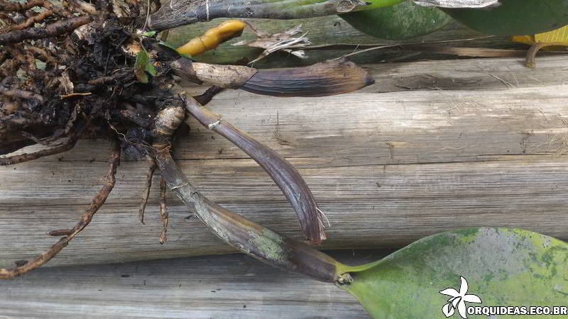 podridão-negra-nas-orquídeas