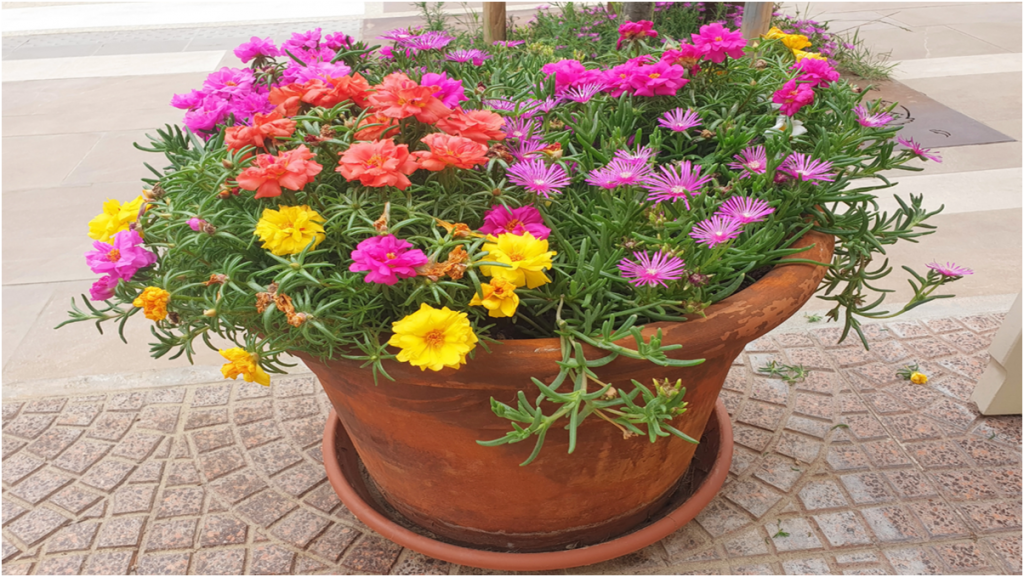 portulaca 3