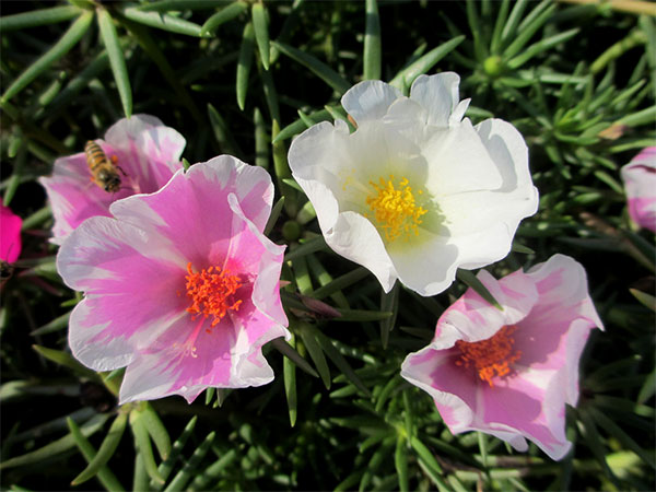 Como cultivar a planta Onze-horas (Portulaca grandiflora) - PlantaSonya - O  seu blog sobre cultivo de plantas e flores
