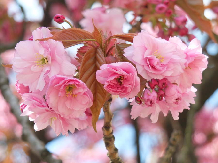 prunus