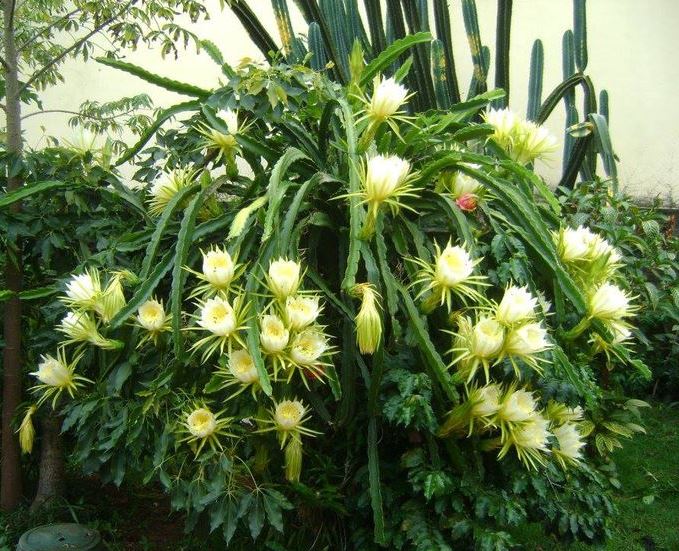 Características e cultivo da Pytaia-amarela (Selenicereus megalanthus) -  PlantaSonya - O seu blog sobre cultivo de plantas e flores