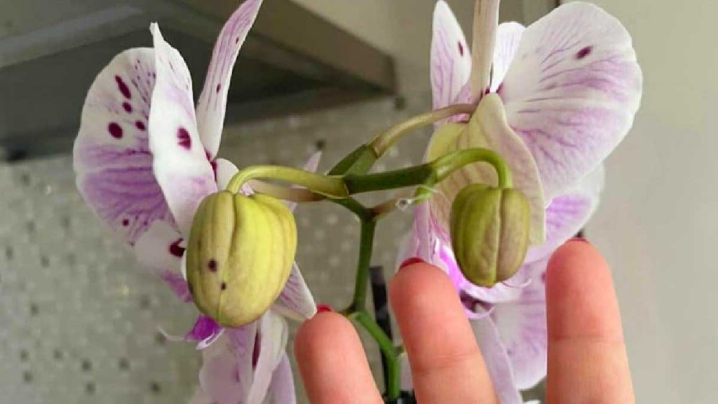 botões-phalaenopsis