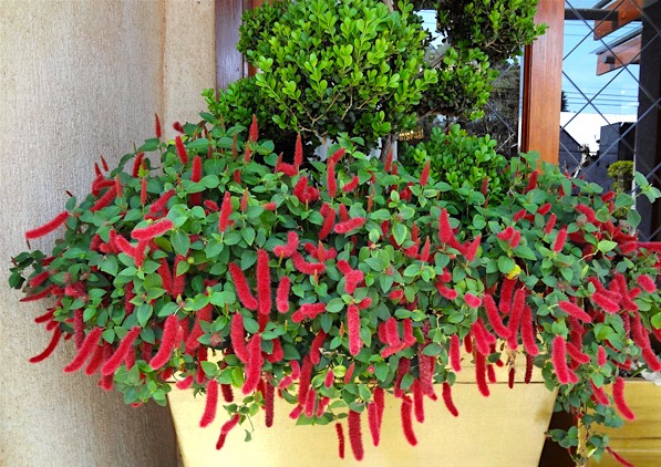 rabo-de-gato rabo-de-gato