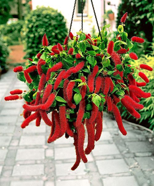 rabo-de-gato rabo-de-gato