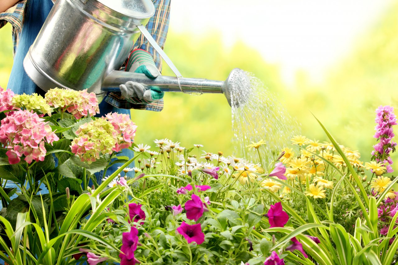 Como evitar o desperdício de água ao regar um Jardim - PlantaSonya - O seu blog sobre cultivo de plantas e flores