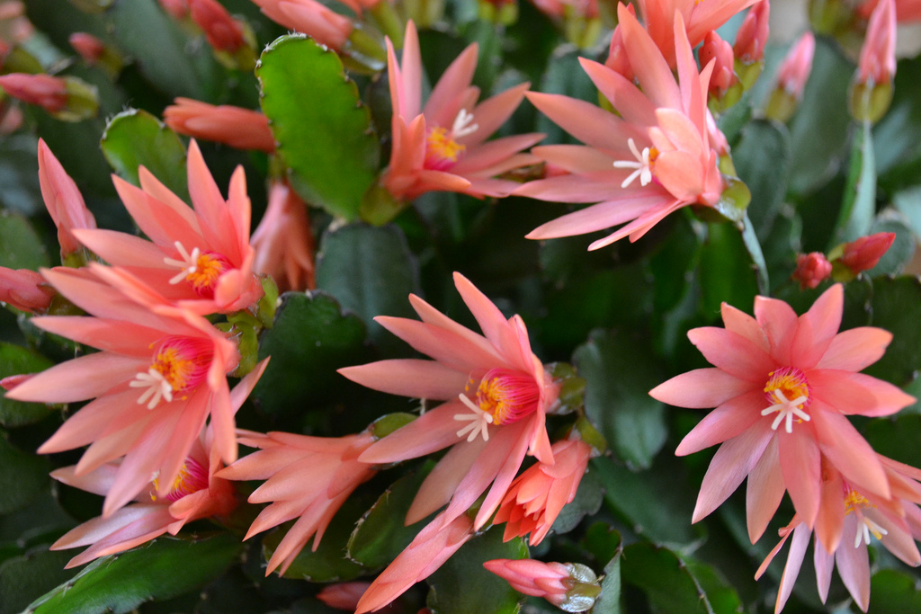Características e cultivo da Flor-de-outubro (Hatiora rósea) - PlantaSonya  - O seu blog sobre cultivo de plantas e flores