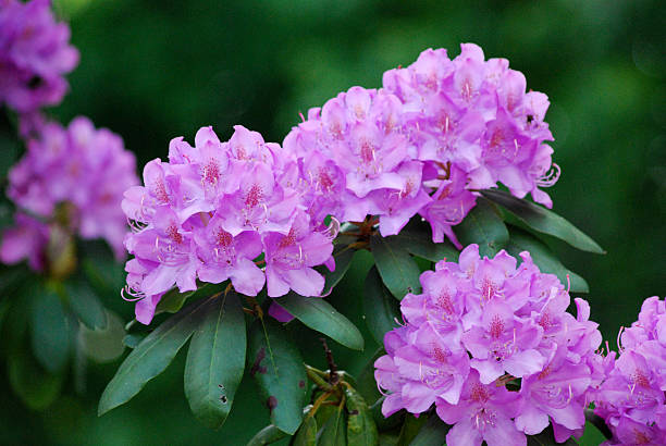 rododendro2
