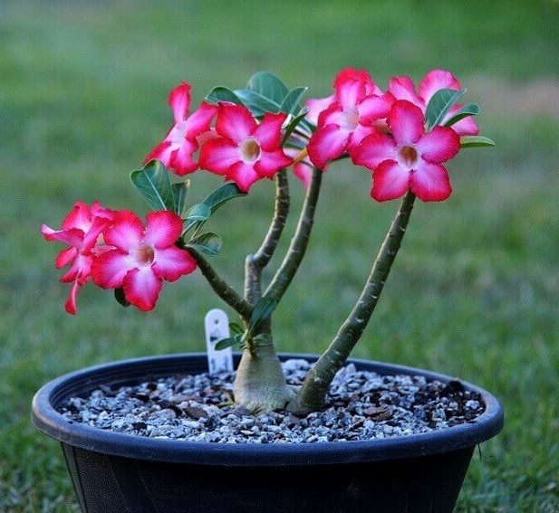 Cuidado com a Rosa-do-deserto – Ela é venenosa - PlantaSonya - O seu blog  sobre cultivo de plantas e flores