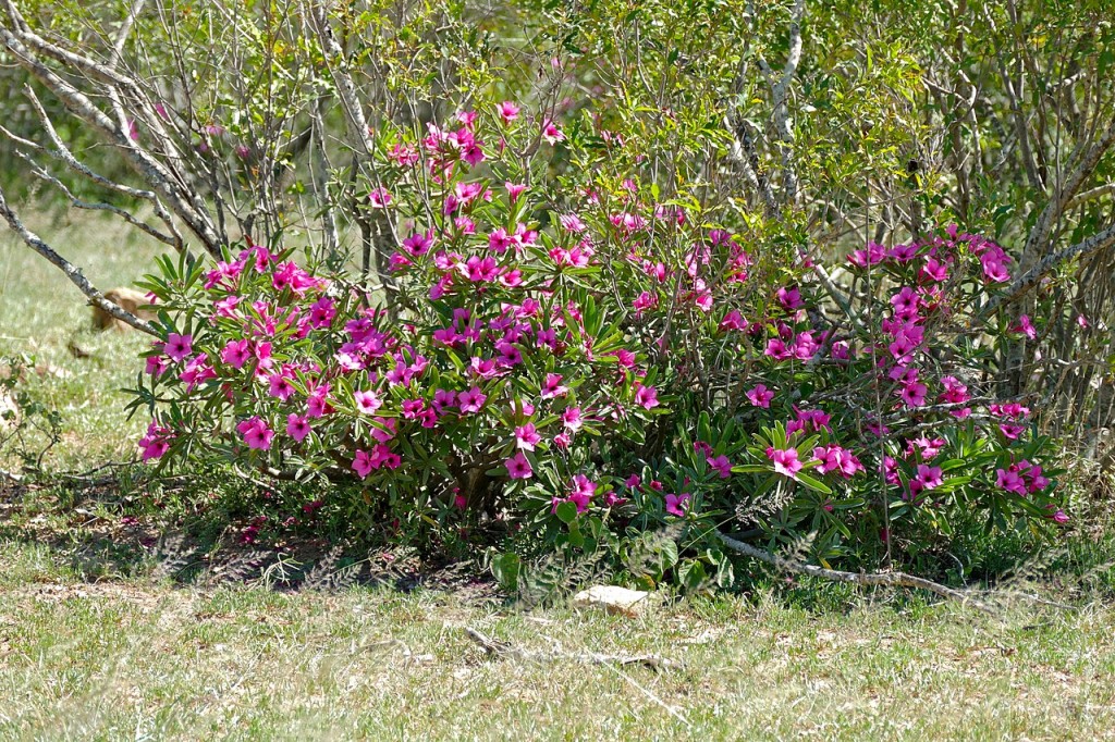 rosa-do-deserto-de-verao