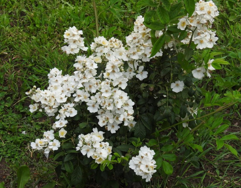 rosa-multiflora