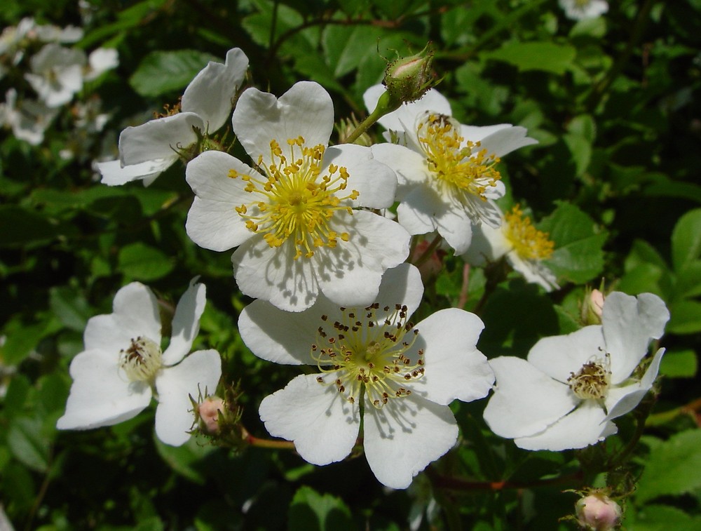 rosa-multiflora