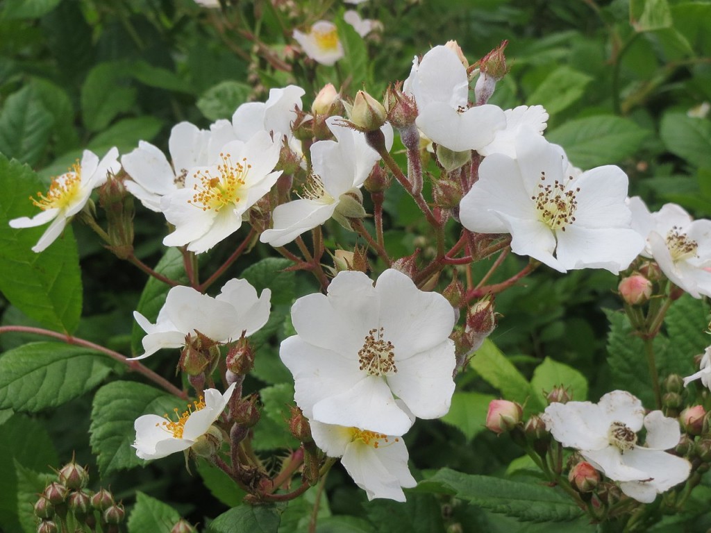 rosamultiflora