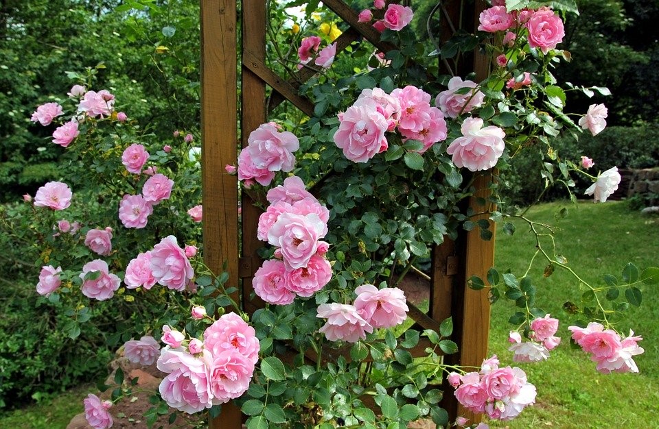roseira3