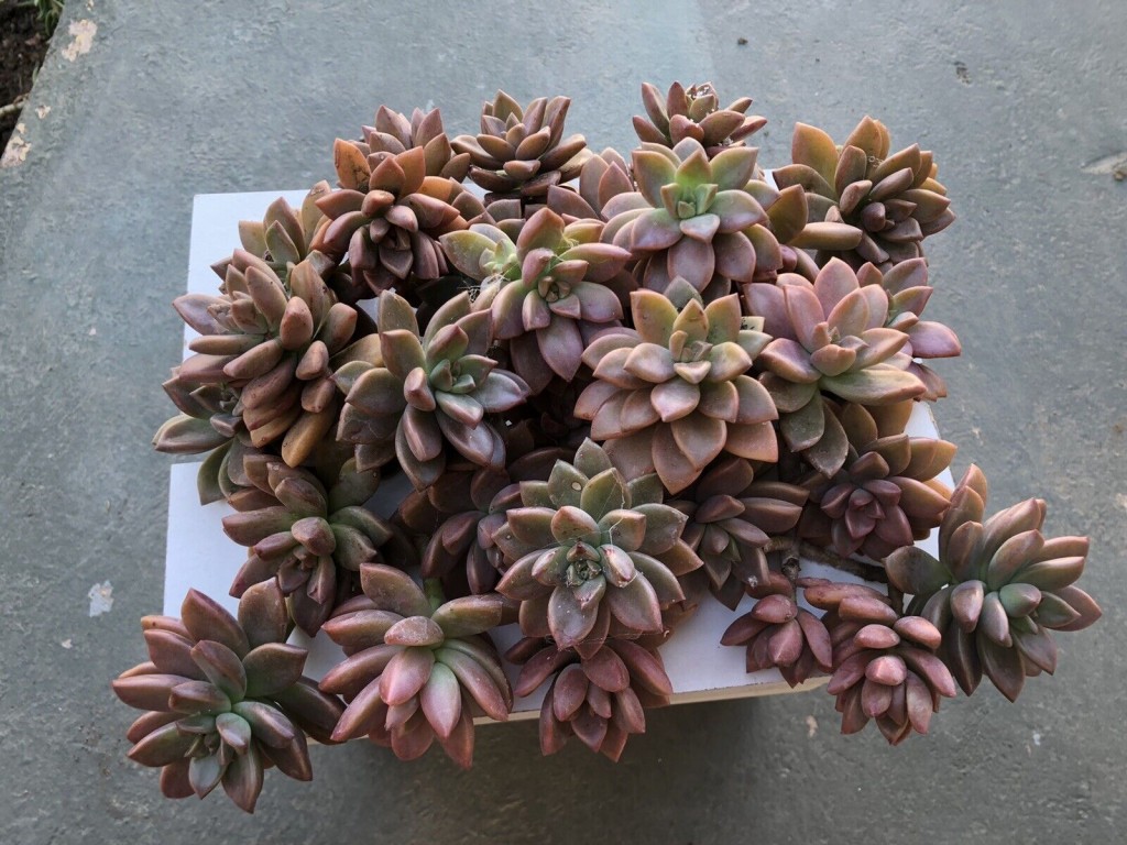 Graptosedum 'Bronze' 