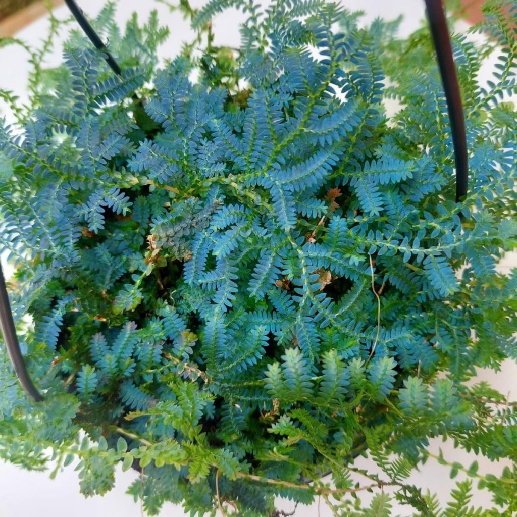 samambaia Azul