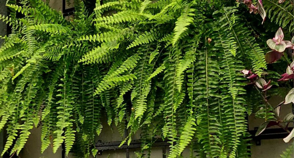 samambaia americana