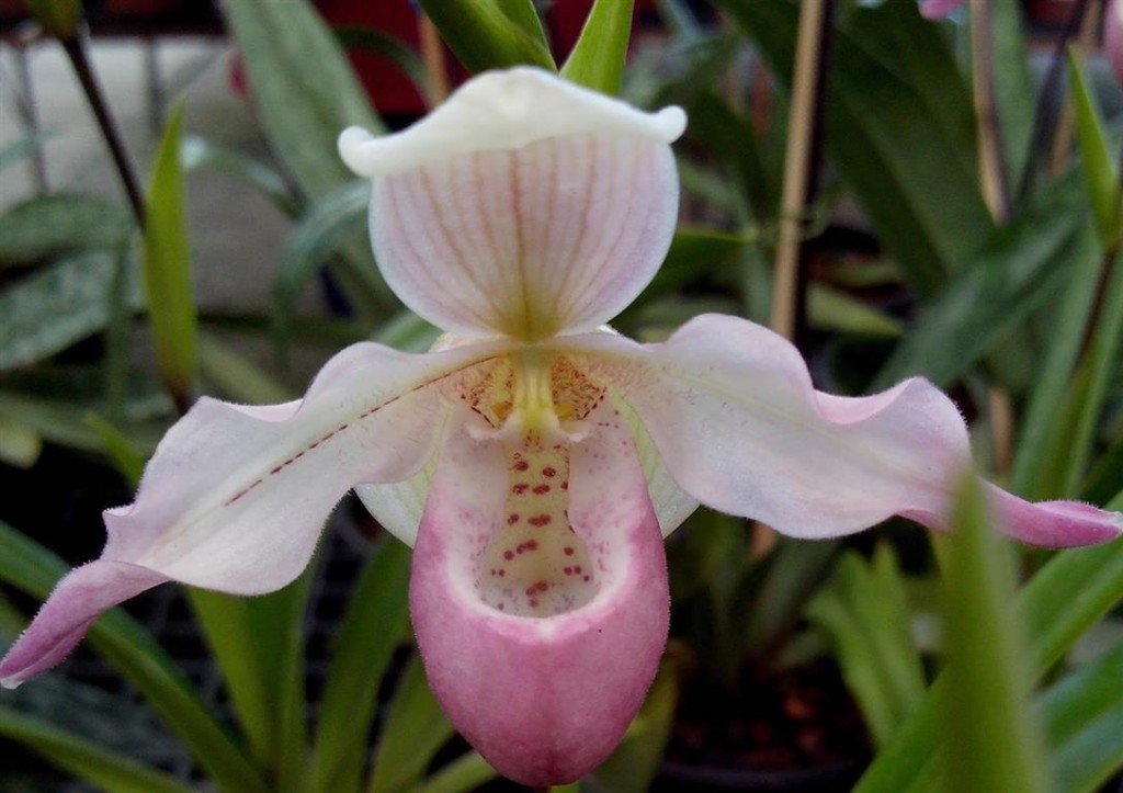 Como plantar as Orquídeas Sapatinho - PlantaSonya - O seu blog sobre  cultivo de plantas e flores