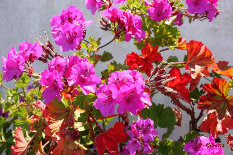 Sardinheira – (Geraniaceae) - PlantaSonya - O seu blog sobre cultivo de  plantas e flores