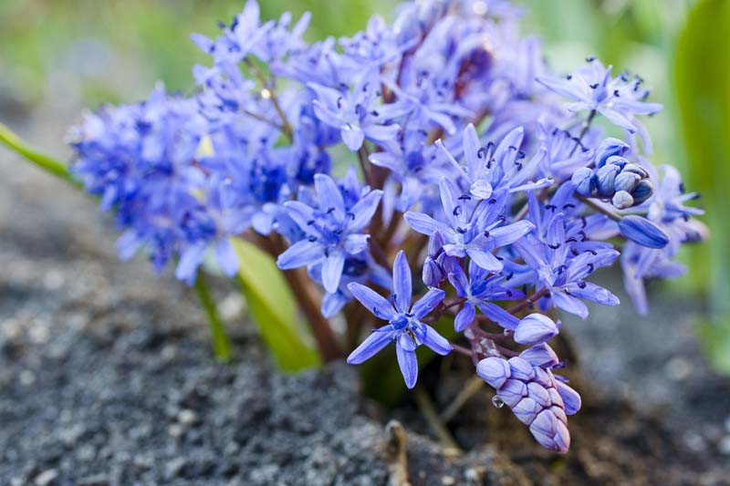 scilla-bifolia
