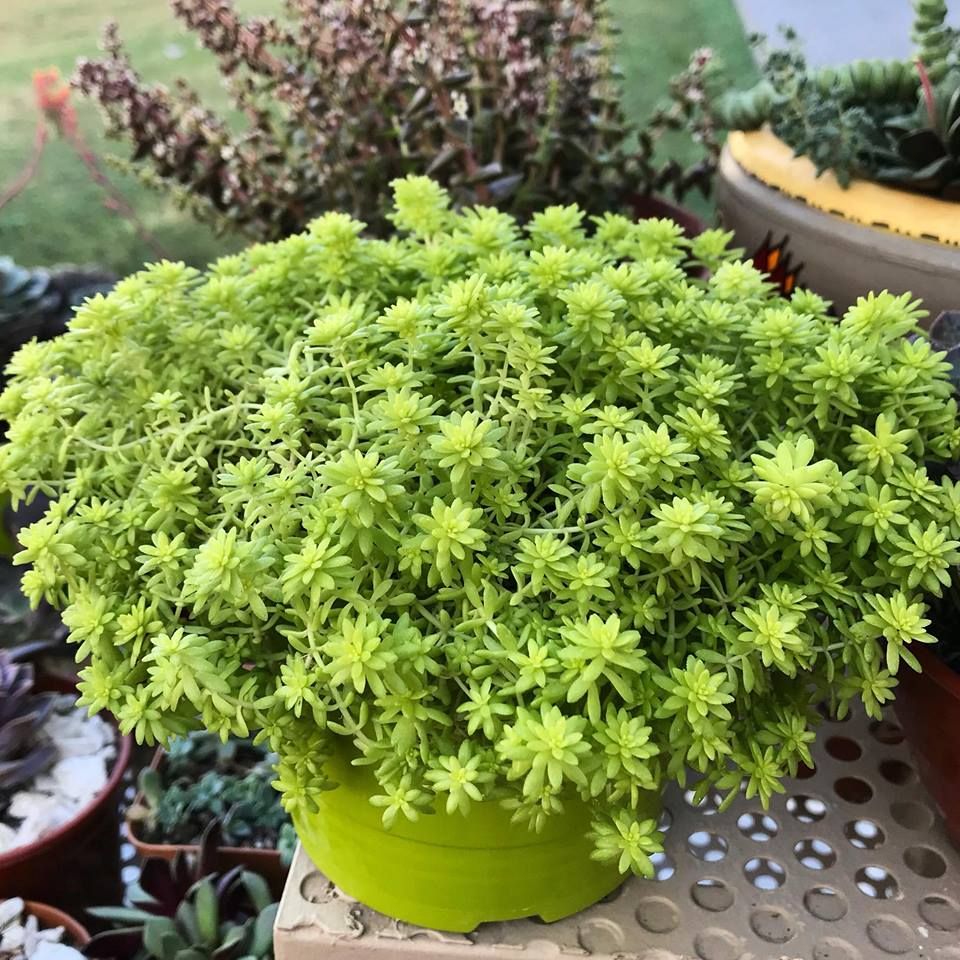 sedum oro