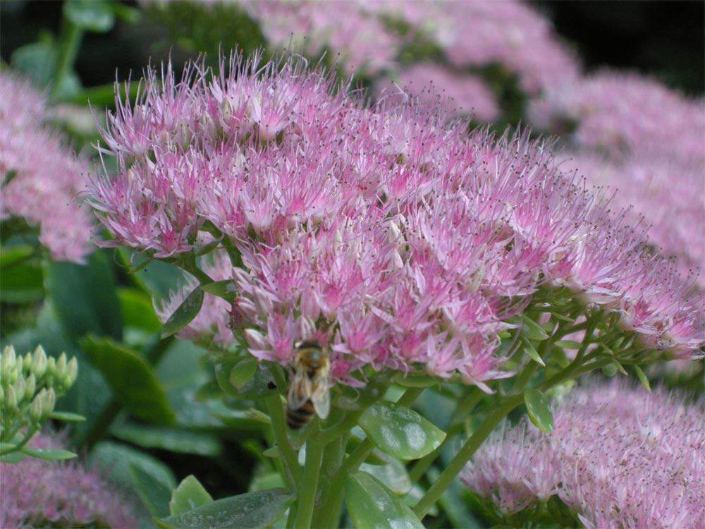 sedum-vistosos-flores