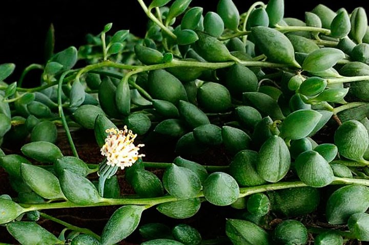 senecio_herreianus_01