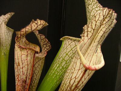 serracenia