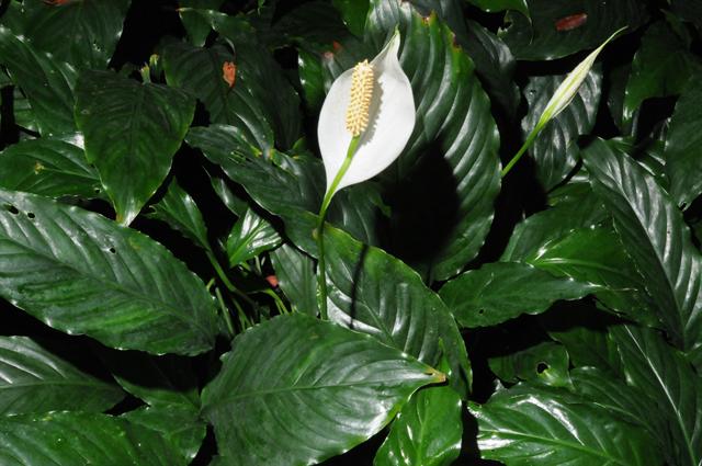 Cultivando o Lírio-da-paz (Spathiphyllum wallisii) - PlantaSonya - O seu  blog sobre cultivo de plantas e flores