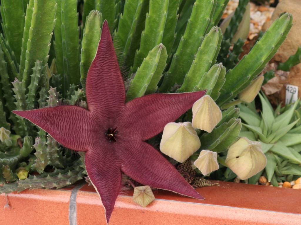 stapeliahirsuta