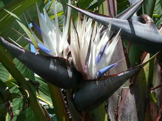 strelitzia_alba