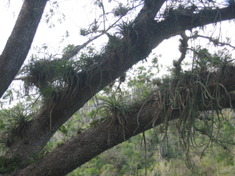 tillandsias