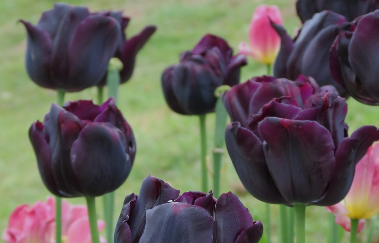 tulipa-negra