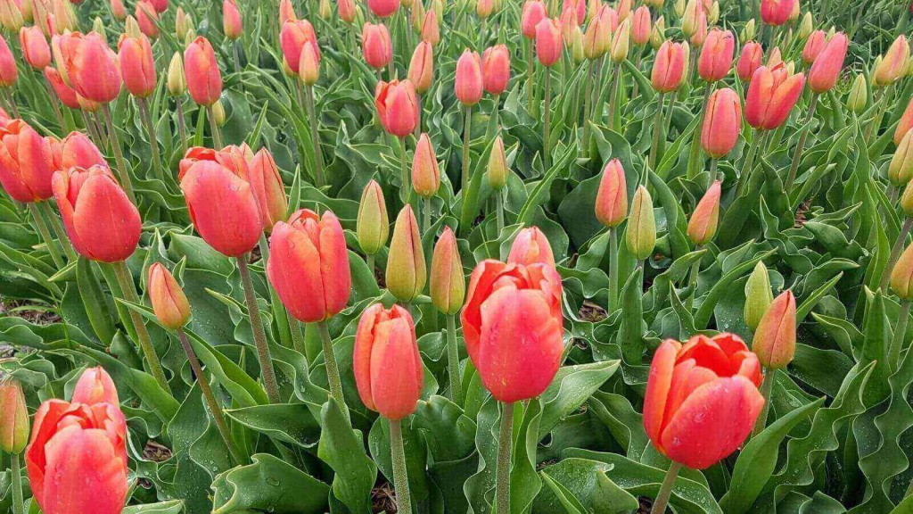 tulipas