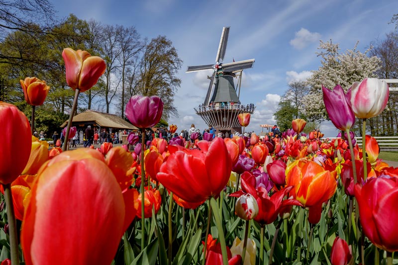 tulipas