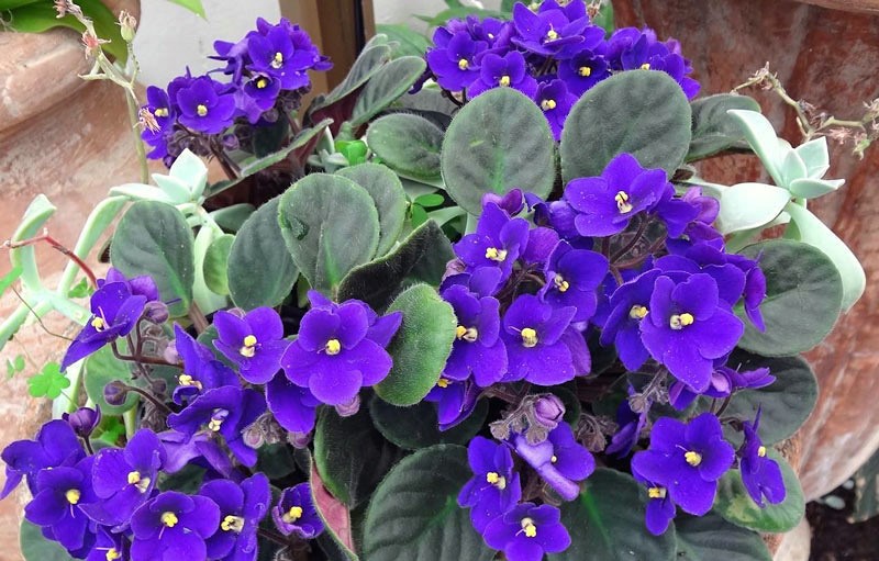 violeta-africana-saintpaulia-ionantha-1
