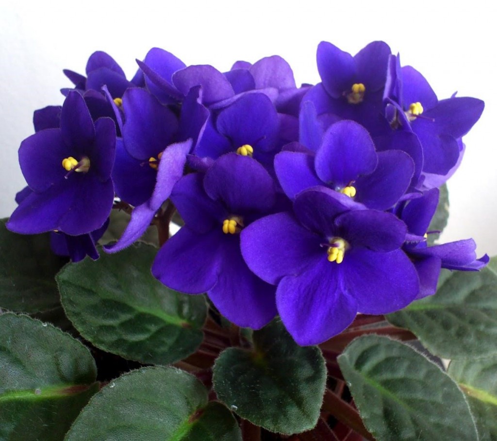 violetas