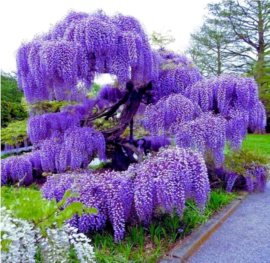 wisteriw wisteriw