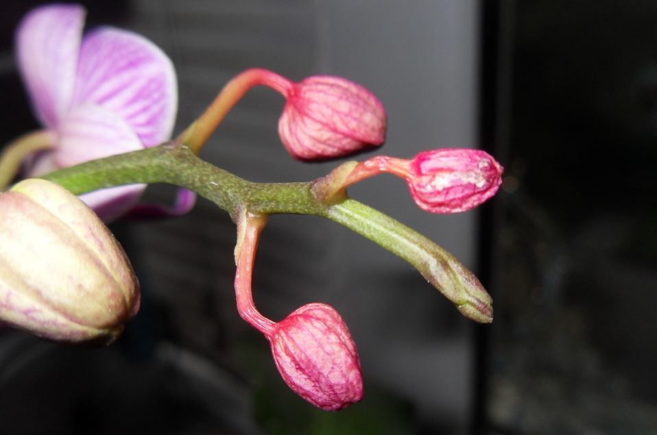 botões de orquídeas