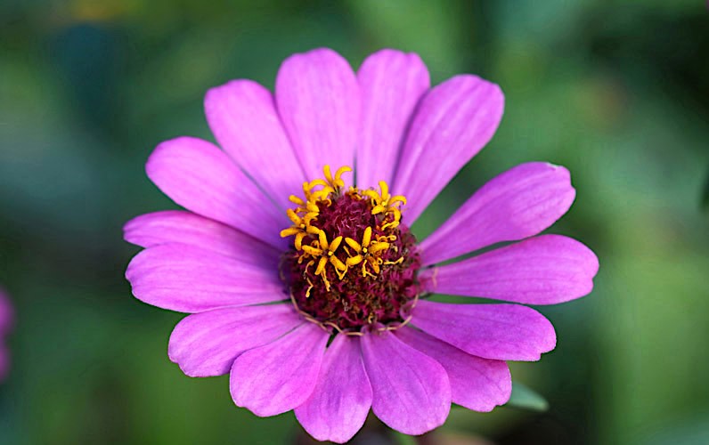 zinnia-elegans- zinnia-elegans-