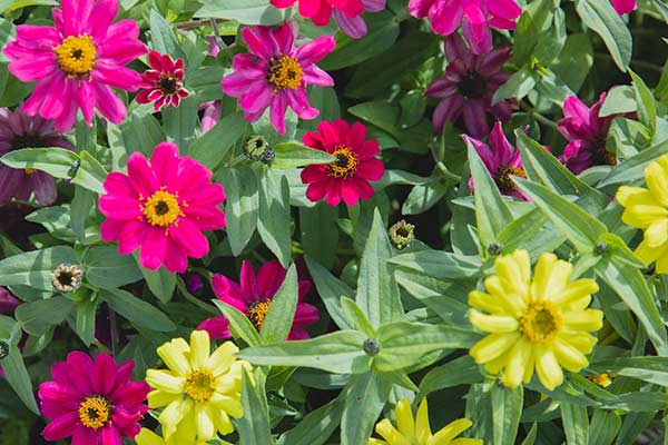 zinnia-elegans- zinnia-elegans-