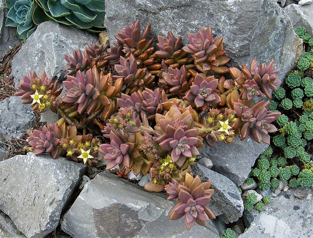 ×Graptosedum-Bronze